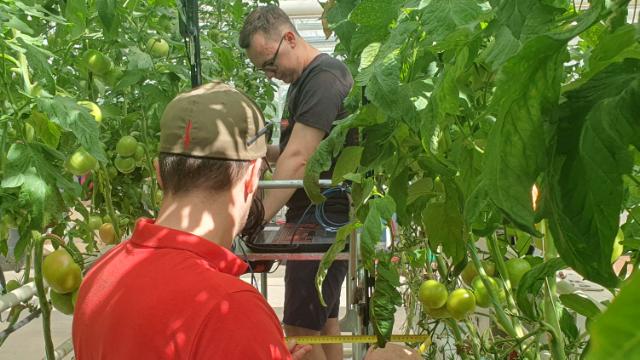 Reducing tomato waste for a greener, tastier tomorrow