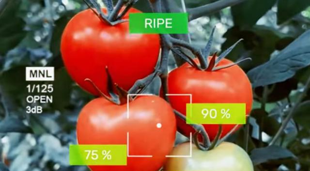 Insights from SILL 3: Smart Computer Vision Helping Greenhouse Producers Cut Food Loss