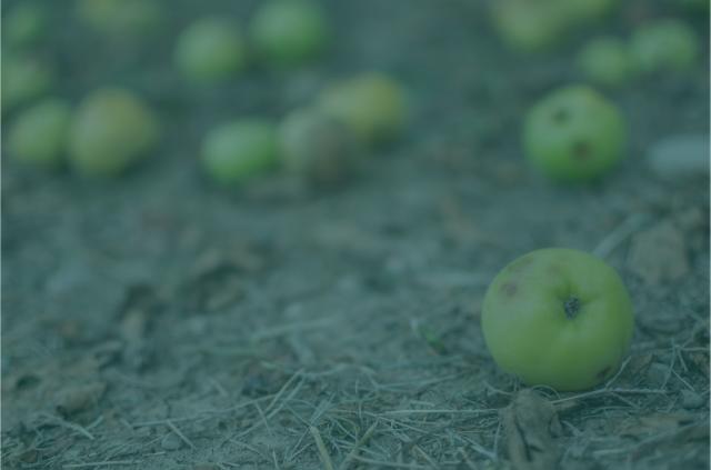 Innovations for Zero Food Loss & Waste